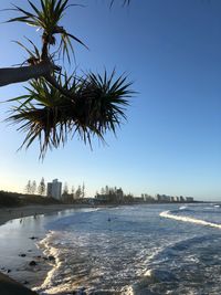 Palm tree by sea against clear sky