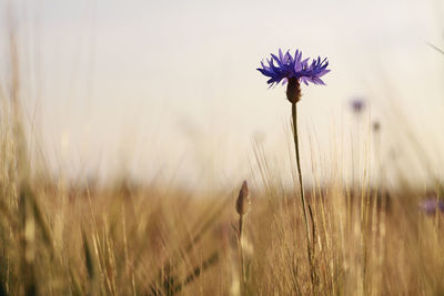 Close-up of purple flowering plant on field