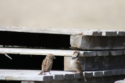 Close-up of bird perching outdoors