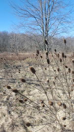 Bare trees on landscape