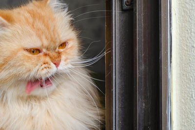 Close-up portrait of a cat