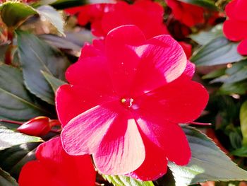 Close-up of pink flower blooming outdoors