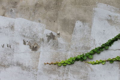Ivy growing on wall