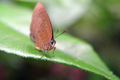 Close-up of butterfly on leaf