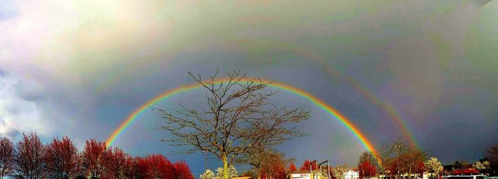 Low angle view of rainbow over trees