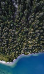 Scenic view of lake amidst trees