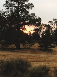 Trees on field against sky at sunset