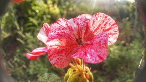 Close-up of pink hibiscus blooming outdoors