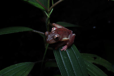 Borneon harleyquin frog