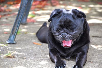 Close-up portrait of dog