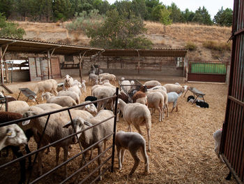 Sheep in a field