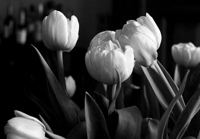 Close-up of tulips