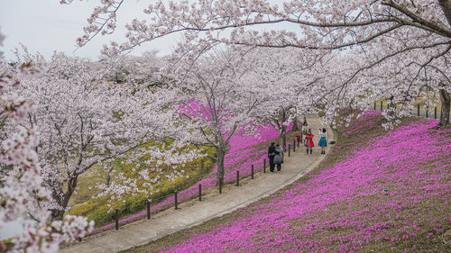 Pink cherry blossoms in park