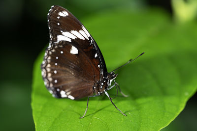 Great eggfly butterfly on a leaf, hypolimnas bolina