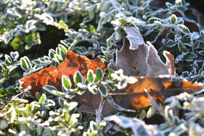 Close-up of maple leaves on plant