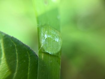 Close-up of green leaf