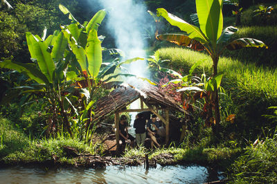 Plants by lake