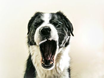 Close-up of dog against white background