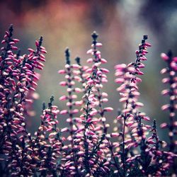 Close-up of pink flowers