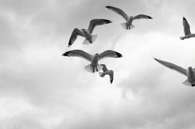 Low angle view of seagulls flying in sky