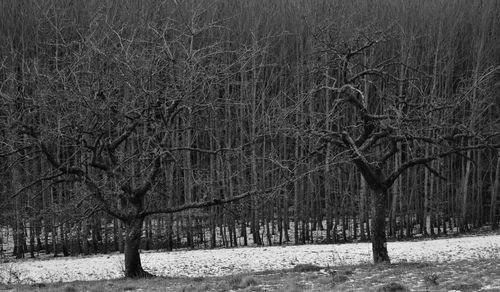 Bare trees on field during winter