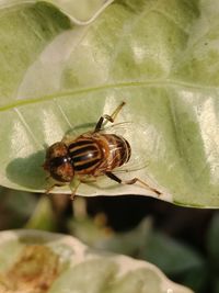 Close-up of bee