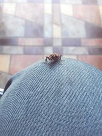 Close-up of insect on hand