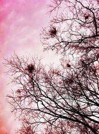 Low angle view of cherry tree against sky