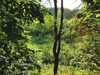 Trees growing in forest