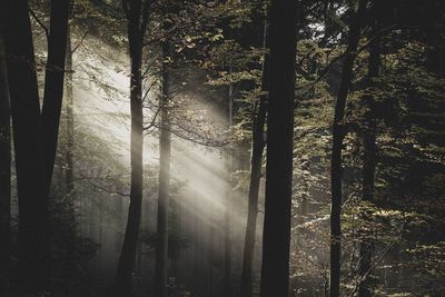 Sunlight streaming through trees in forest