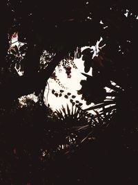 High angle view of silhouette trees by plants at night