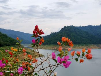 Close-up of pink flowering plant against sky