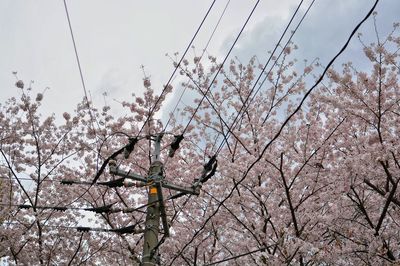 Low angle view of flowers on tree