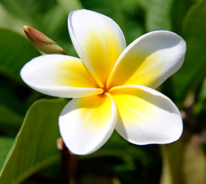 Close-up of white flower