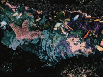 Close-up high angle view of fish and coral in sea