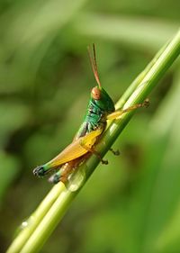 Close-up of insect on leaf