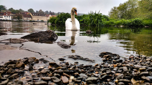 Swan on lake against sky