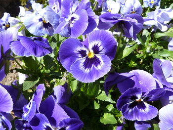 Close-up of purple flowers