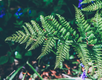 Close-up of pine tree