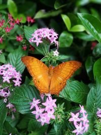 High angle view of butterfly on flowers