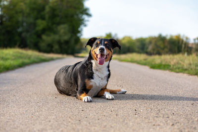 Portrait of dog on road