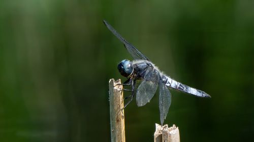 Close-up of dragonfly on wood