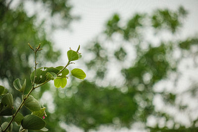 Close-up of plant