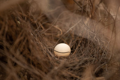 High angle view of bird in nest