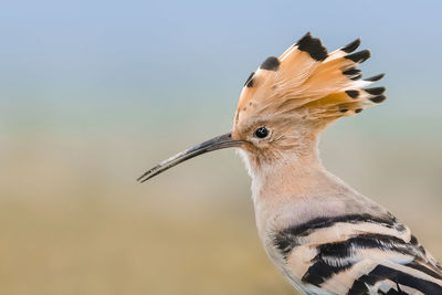 Close-up of a bird looking away