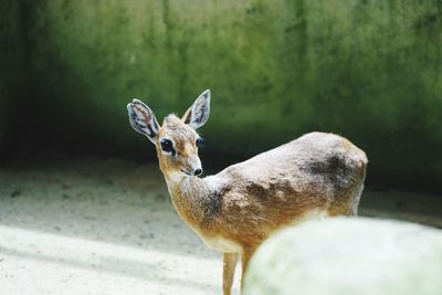 Close-up of deer