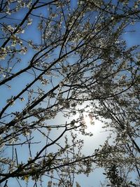 Low angle view of flowering tree against sky