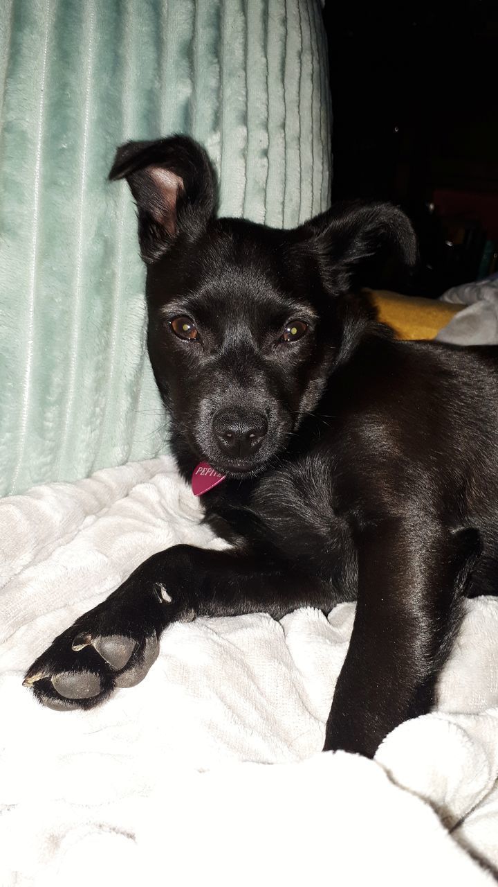 PORTRAIT OF BLACK DOG RELAXING ON BED