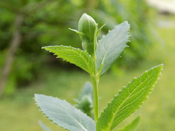 Close-up of fresh green leaves on plant in field