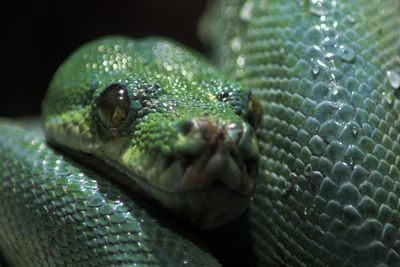 Close-up of snake